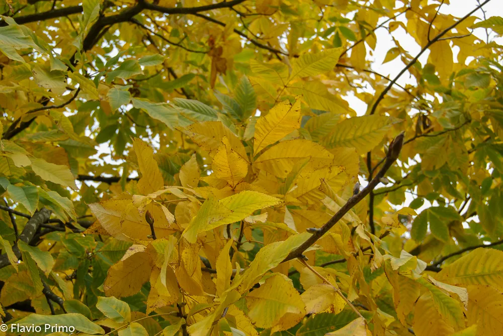 Durham — DSC_0086