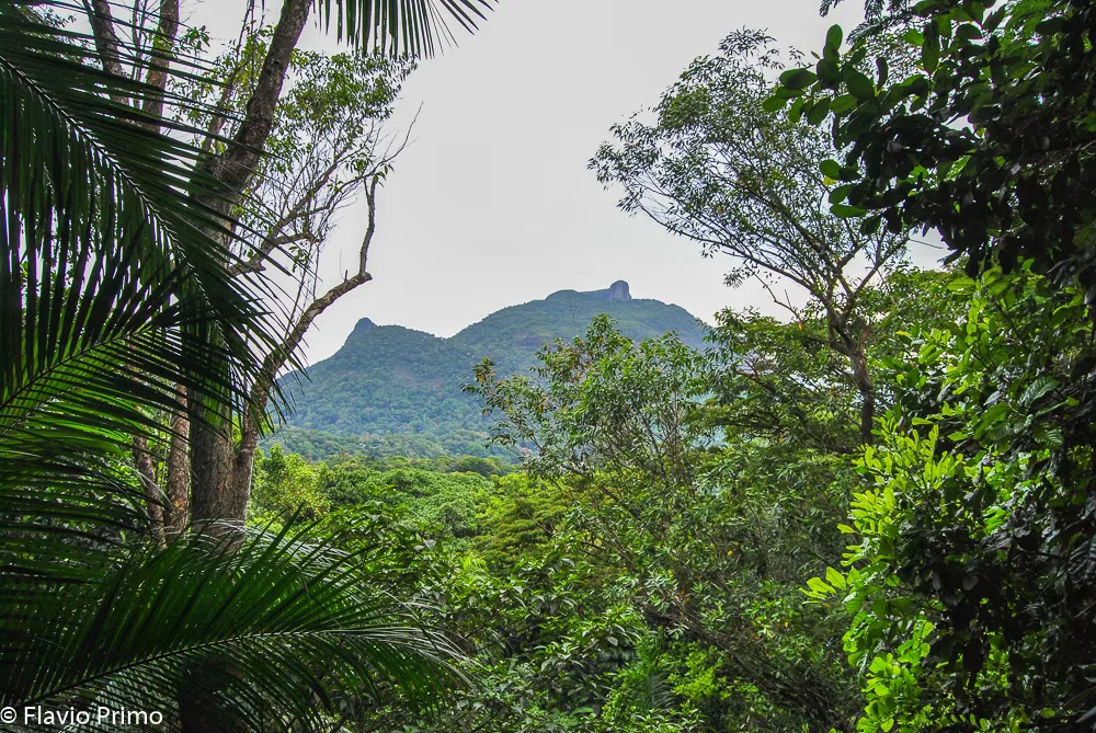 Rio, the New World — DSC_0313